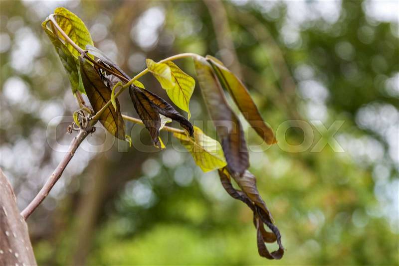Walnut plant is damaged by frost in the spring. Frostbitten young leaves of walnut after spring frosts. Plants after sharp cold snap. Dead parts of plants after frost, stock photo