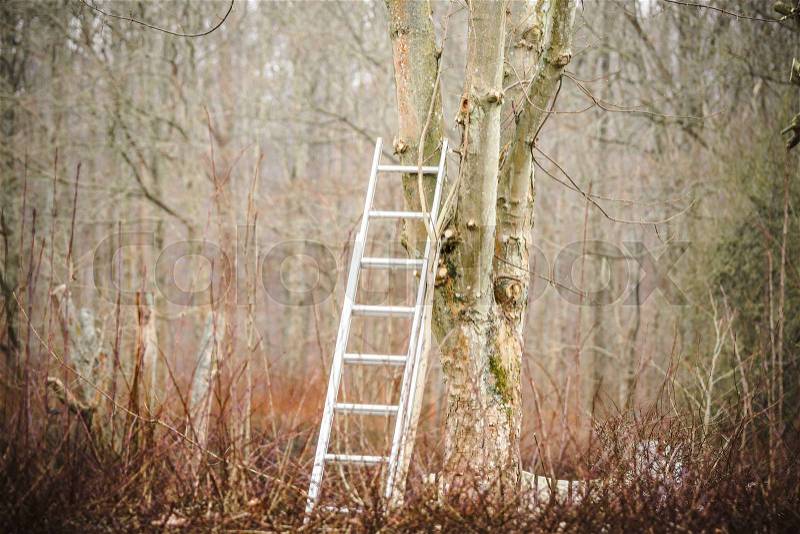 Metal ladder in a tree in the fall in a forest, stock photo