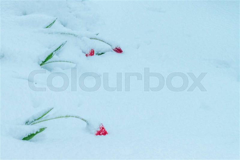 A natural calamity of snow during the bloom of the trees and the flowers, stock photo