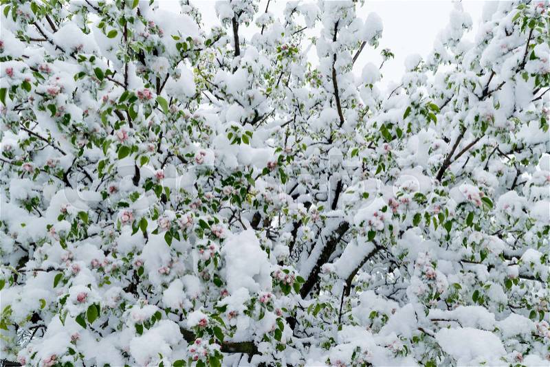 A calamity of snow during the bloom of the trees and the harvest in Moldova, stock photo