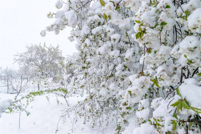 A natural calamity of snow during the bloom of the trees and the harvest, stock photo