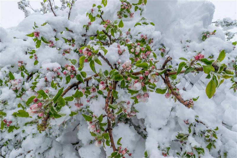 A natural calamity of snow during the bloom of the trees and the harvest, stock photo