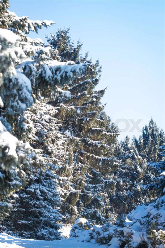 Bough of pine tree with snow. Bokeh, bright light day in winter, stock photo