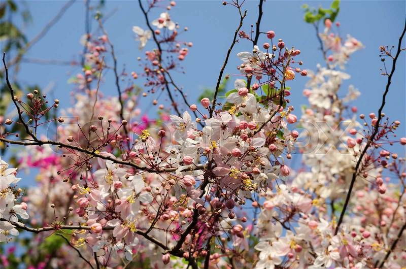 Cassia javanica, Pink shower, Java cassia, Apple blossom tree or Rainbow shower tree flower and blue sky background, stock photo