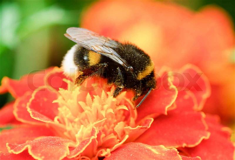 Bumblebee collection pollen on the orange flower, stock photo