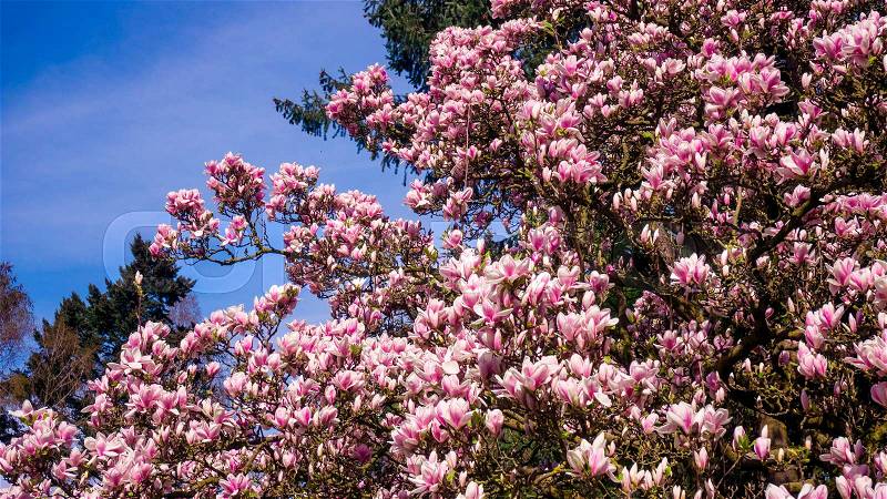 Beautiful magnolia flowers in the spring season on the magnolia tree, stock photo