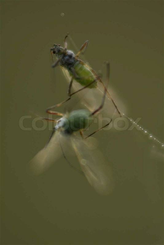 Two aphids are struggling up and down in the spider web, stock photo