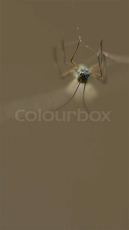 One aphid is struggling up and down in the spider web, stock photo
