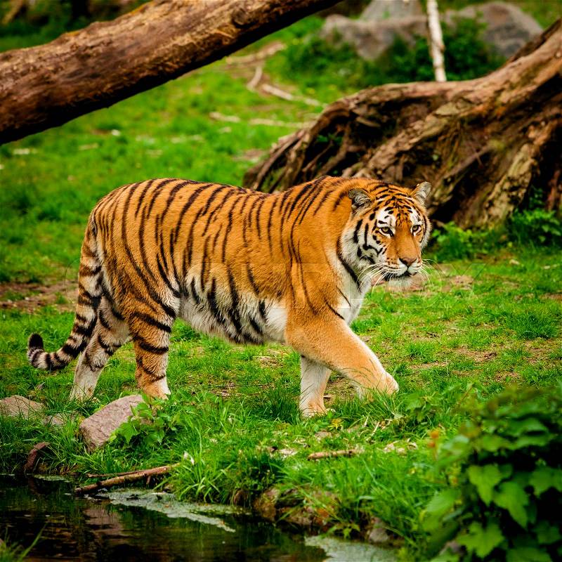 Tiger in forest. Tiger portrait, stock photo