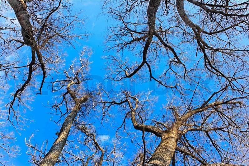 Tops of naked fall trees against the bright blue sky, stock photo