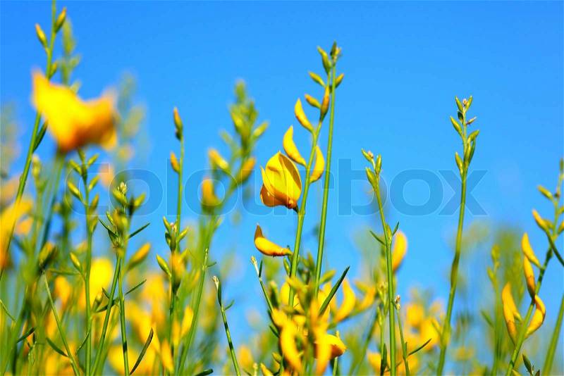 Spring yellow flowers meadow over blue clear sky background, stock photo