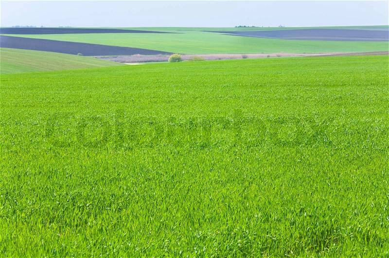 Beautiful spring wheat field country landscape, stock photo