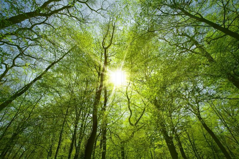 Sun shining through tree branches, stock photo