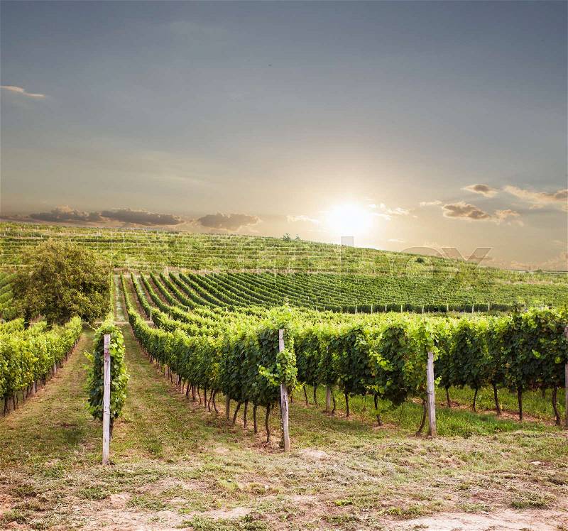 Beautiful vineyard sunset in South Europe, wine landscape, stock photo