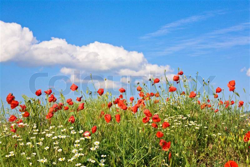 Summer beautiful red poppy and white camomile flowers on blue sky with cloud background, stock photo