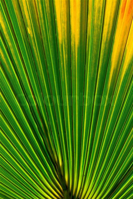 Close up of palm tree leaf texture/tropical natural background, stock photo