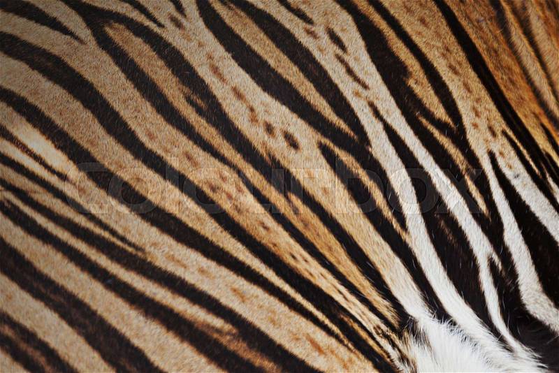 Tiger skin background, stock photo