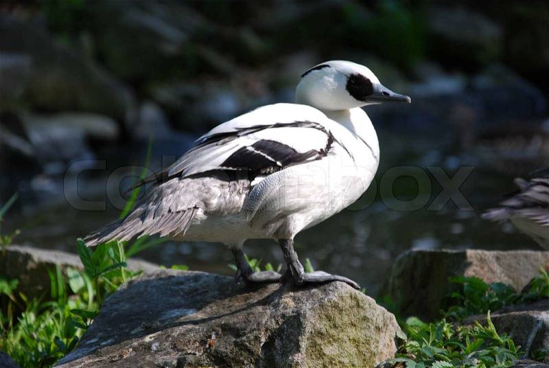 Mergus albellus duck by the river, stock photo