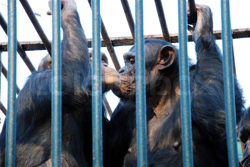 Chimpanzee monkey behind the bars, stock photo