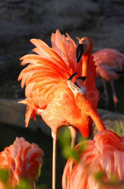 Group of flamingos in detail zoom, stock photo