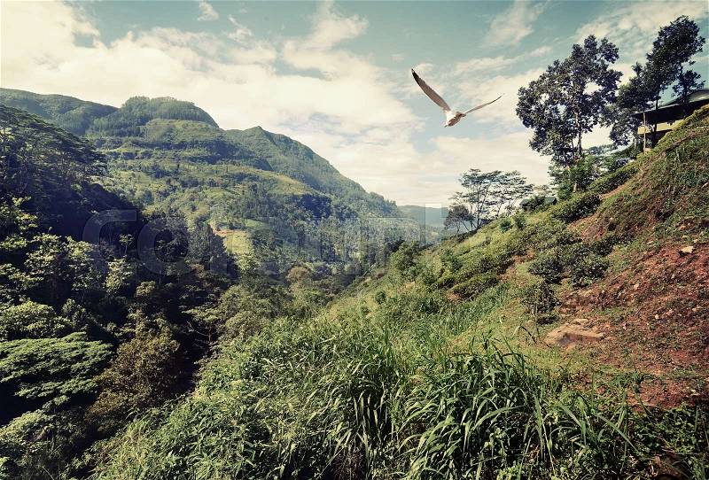 Big bird flying over mountains of Sri Lanka, stock photo