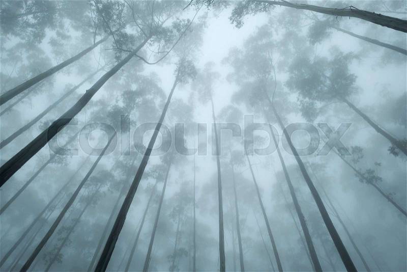 Up view on the crown of tropical trees in foggy weather. Mist is covering the leaves, stock photo
