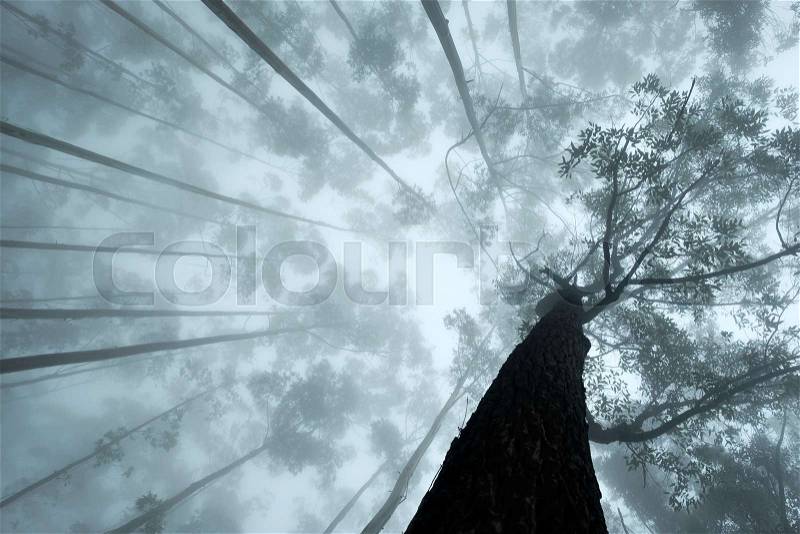 Up view on the crown of tropical trees in foggy weather. Mist is covering the leaves, stock photo