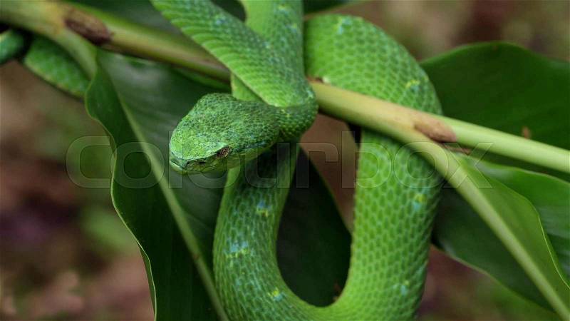The green snake is on the green branch, stock photo