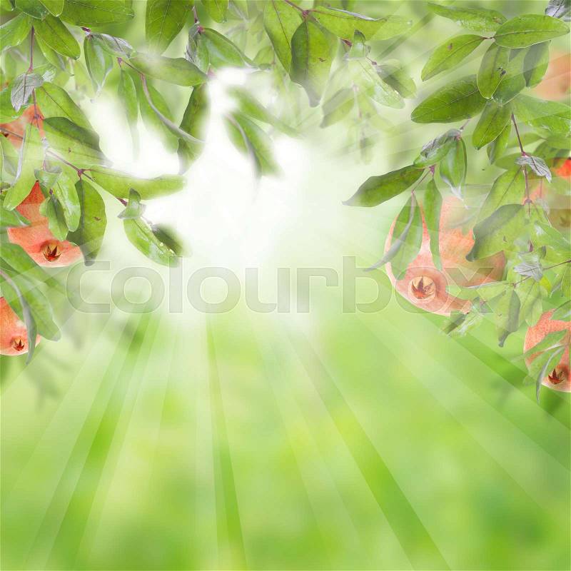 Pomegranate on abstract blurred background. Green garnet tree leaves and red fruit on soft focus background, stock photo