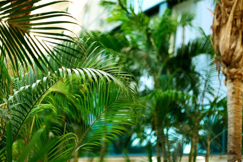 Tropical green palm trees background. Summer, holiday and travel concept with copy space. Palm leaves and branches, stock photo