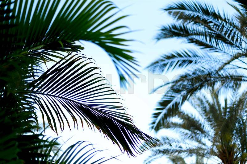 Palm branches with sun light effect. Summer, holiday and travel concept with copy space. Palm trees over blue sky. Background for design. Tropical jungle view, stock photo