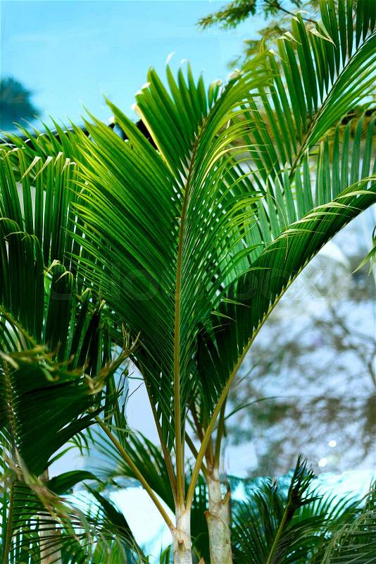Tropical green palm trees background. Summer, holiday and travel concept with copy space. Palm leaves and branches, stock photo