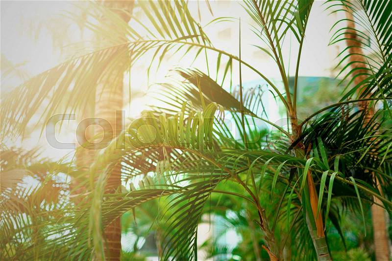 Tropical green palm trees background. Sun light effect and sunny bokeh. Summer, holiday and travel concept with copy space. Palm leaves and branches, stock photo