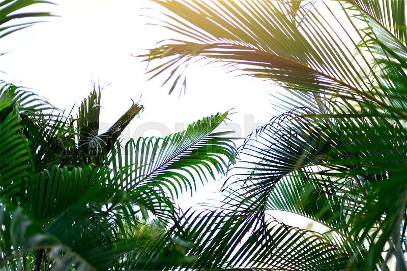 Palm trees over blue sky. Summer, holiday and travel concept with copy space. Palm branches with sun light effect. Background for design. Tropical jungle view, stock photo