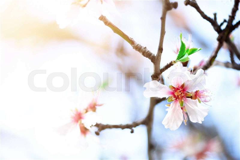 Flowering almond tree. Blooming almond flower. Blossom spring day. Copy space, stock photo