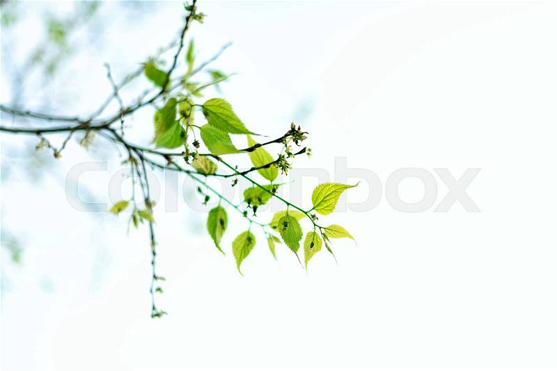 Green young leaves. Sunny day and spring nature background. Easter concept. Copy space, stock photo