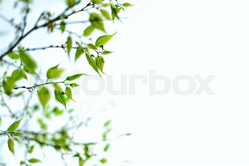 Green young leaves. Sunny day and spring nature background. Easter concept. Copy space, stock photo
