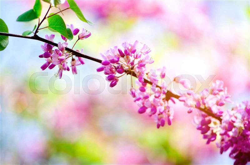 Blooming Judas tree. Cercis siliquastrum, canadensis, Eastern redbud. Blossom pink flowers branch in sunlights. Spring and summer concept, sunny day. Copy space, stock photo