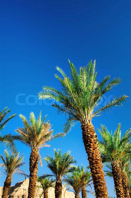 Green tropical palm trees over clear blue sky. Summer and travel concept. Holiday background. Palm leaves and branches texture with copy space, stock photo