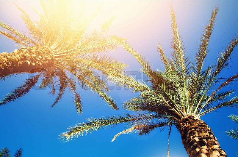 Green tropical palm trees over clear blue sky. Summer and travel concept. Holiday background. Palm leaves and branches texture with copy space, stock photo