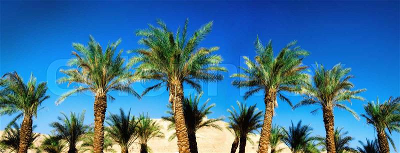 Green tropical palm trees over clear blue sky. Summer and travel concept. Holiday background. Palm leaves and branches texture with copy space. Banner, stock photo