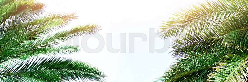 Tropical green palm leaves and branches on blue sky with copy space. Sunny day, summer concept. Sun over palm trees. Travel, holiday background. Banner, stock photo