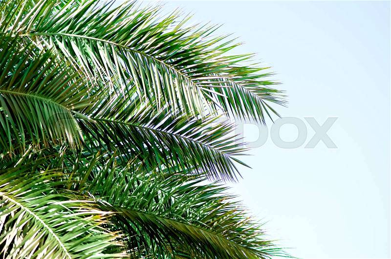 Tropical green palm leaves and branches on blue sky with copy space. Sunny day, summer concept. Sun over palm trees. Travel, holiday background, stock photo