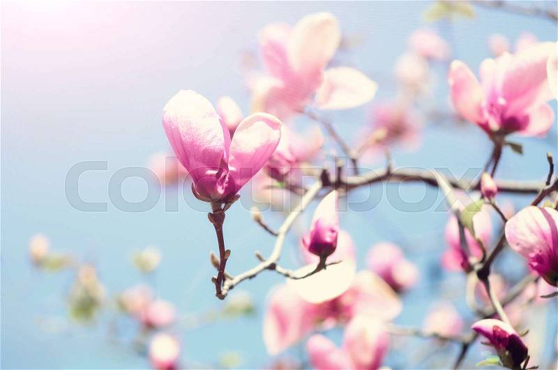 Blooming magnolia tree in the spring sun rays. Selective focus. Copy space. Easter, blossom spring, sunny woman day concept. Pink purple magnolia flowers, stock photo