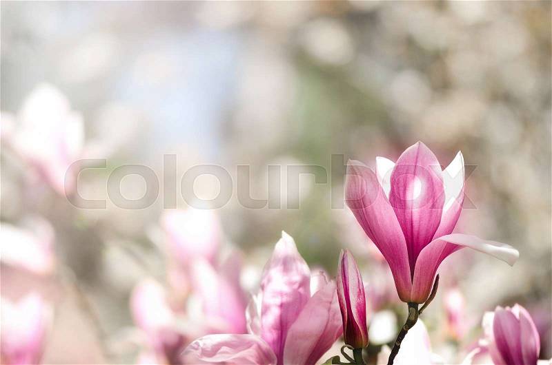 Blooming magnolia tree in the spring sun rays. Selective focus. Copy space. Easter, blossom spring, sunny woman day concept. Pink purple magnolia flowers, stock photo
