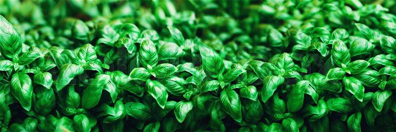Fresh basil background. Green banner. Food and clean eating concept. Copy space, stock photo