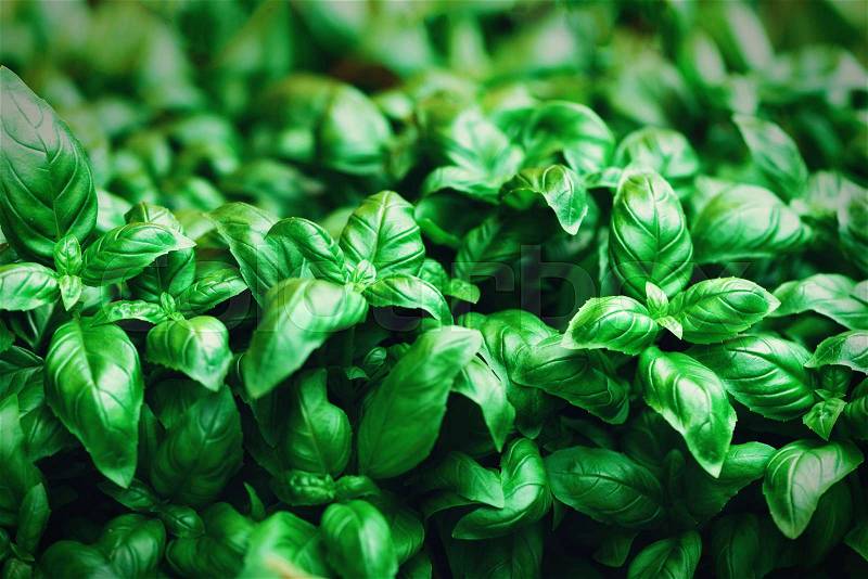 Fresh basil background. Green banner. Food and clean eating concept. Copy space, stock photo