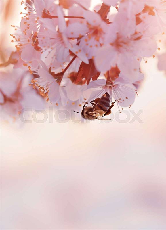 Little bee on the blooming cherry tree, abstract natural border, hard work of the little insect, pollination of fruit trees and natural production of honey, spring season concept , stock photo