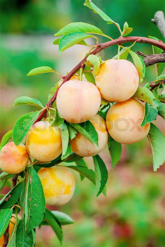 Many ripe Yellow Plums on a branch in the foliage of a tree on a summer sunny day, stock photo