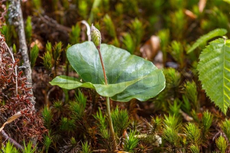 Fagus sylvatica sprouts in the beech forest. The seedling are growing from the rich soil to the morning sunlight that is shining, ecology concept, stock photo
